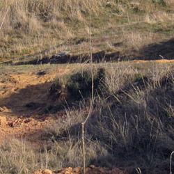 Nuevos árboles en Ituero